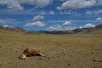Давно мечтал посетить и прочувствовать Монголию. Удалось сов...